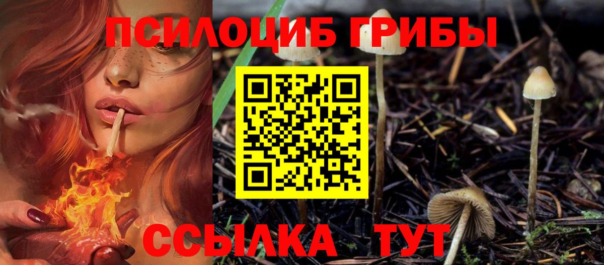 Псилоцибиновые грибы Psilocybine cubensis Новошахтинск
